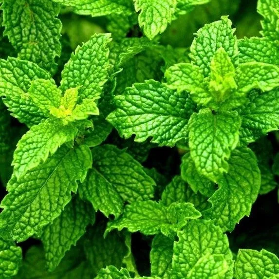 Lip Balm Peppermint